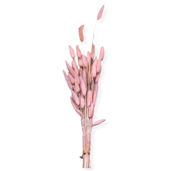 Μπουκέτο Αποξηραμένα BUNNY TAILS 25 Κλαδιά ΡΟΖ